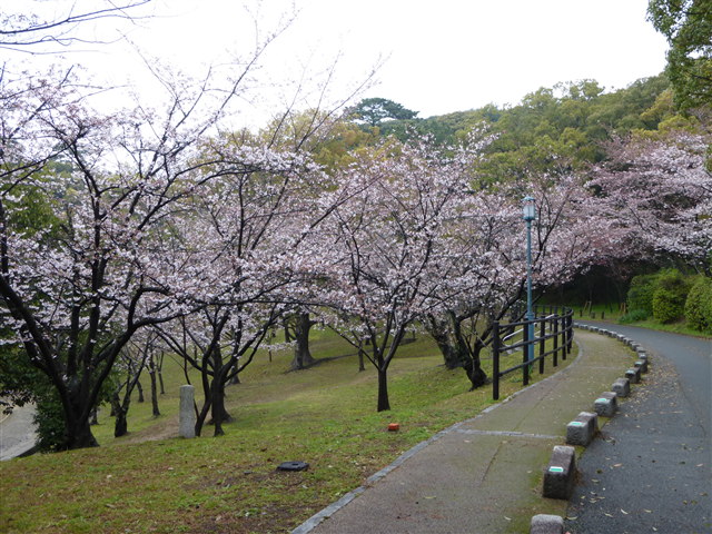 西公園桜2014-19
