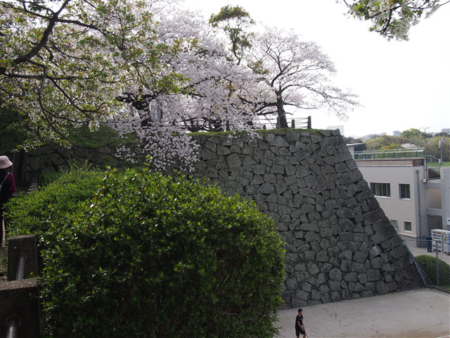 第5回 福岡城さくらまつり桜28