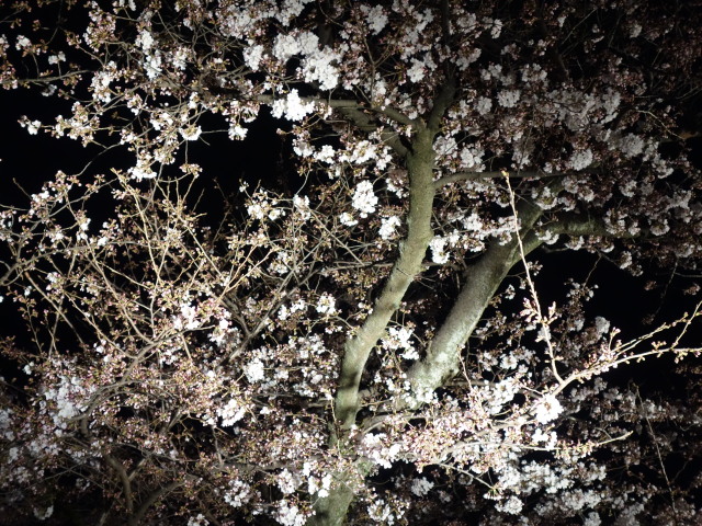 第7回 福岡城さくらまつり夜桜様子11