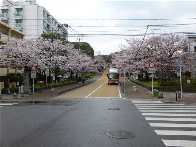 西公園桜2014-14