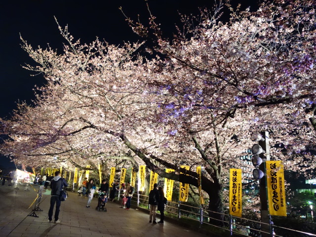 第7回 福岡城さくらまつり夜桜様子5